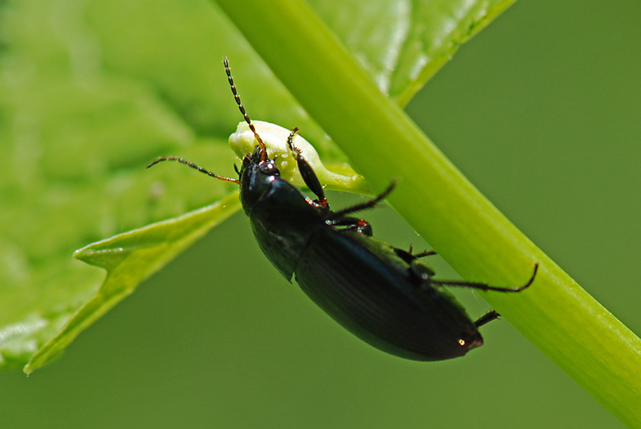 Carabidae su fiore da ID. Amara ovata